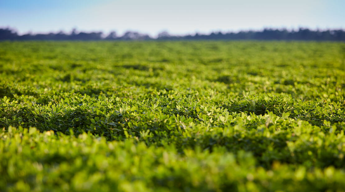 Peanuts in a field